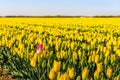 Red-white flowering tulip bloom on the edge of a large flower be Royalty Free Stock Photo