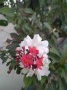Red and white flowers