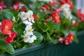 Red and white flowers of begonias in a flower box close-up, theme of planting on the balcony,