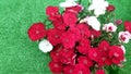 Red And White Flowers Of Chinese Carnations, Dianthus Chinensis