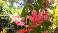 Red and white flowers cluster