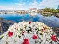 Red and white flowers decorate the seaside walk in Sidney, Vancouver Island, British Columbia to celebrate Canada 150 anniversary Royalty Free Stock Photo
