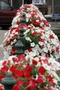 Red and white flowers in flower boxes on a bridge in Lier, Belgium Royalty Free Stock Photo