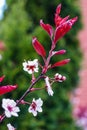 Red and white flowers and leaves in a green background in the garden Royalty Free Stock Photo