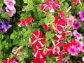 red and white flowers, Petunia flowers in the garden,  beautiful red and white flowers in garden,  colorful flowers. Royalty Free Stock Photo