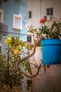 A plantpot outside a building Royalty Free Stock Photo