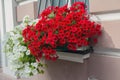 Red and white flowers in the pot and flower Royalty Free Stock Photo