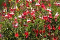 Red and white flowers of Salvia hot lips Royalty Free Stock Photo