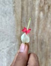 Red and white flowers with a wood background Royalty Free Stock Photo