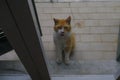 Red and white fluffy cat standing behind the door of the apartment and asking to come in. Domestic pet Royalty Free Stock Photo