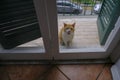 Red and white fluffy cat standing mewing behind the door of the apartment and asking to come in. Domestic pets Royalty Free Stock Photo