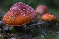 Red and white fly agaric or fly amanita (Amanita muscaria) in closeup in a forest Royalty Free Stock Photo