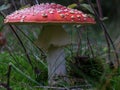 Red and white fly agaric or fly amanita (Amanita muscaria) in closeup in a forest Royalty Free Stock Photo