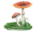 Red white fly agaric mushrooms growing in green grass watercolor illustration of Amanita muscaria poisonous plants