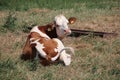 Red and white frisian cows on the grass on meadow in the Netherlands Royalty Free Stock Photo