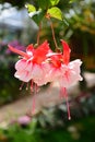 Red and white fuchsia flower. Royalty Free Stock Photo