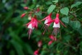 Red white fuchsia flowers with green leaves in the plantation garden in outdoor with cold weather