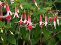 Red And White Fuschia In Bloom In Summer