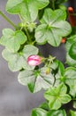 Red with white geraniums bud flower, Pelargonium close up leafs