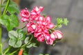 Red with white geraniums flowers, Pelargonium close up