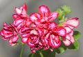 Red with white geraniums flowers, Pelargonium close up