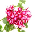 Red with white geraniums ornamental flower, Pelargonium isolated