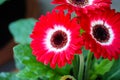 Red white gerbera or barberton daisy flowers blooming with green leaf stem in pot macro background Royalty Free Stock Photo