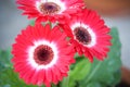 Red white gerbera or barberton daisy flowers blooming with green leaf stem in pot macro background Royalty Free Stock Photo