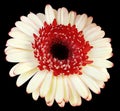 Red-white  gerbera flower, black isolated background with clipping path.   Closeup.  no shadows.  For design. Royalty Free Stock Photo