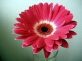 Red-White Gerbera Flower Close up on Green Background Royalty Free Stock Photo