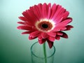 Red-White Gerbera Flower in a Glass on Green Background Royalty Free Stock Photo