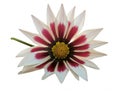 Red-white gerbera flower isoloted Royalty Free Stock Photo