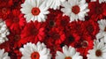 Red and white gerbera flowers in full bloom. Floral natural background for design and print Royalty Free Stock Photo
