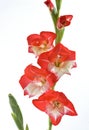 Red and white gladiolus