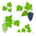 Red and white grapes bunch with leaves