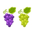 Red and white grapes