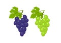 Red and white grapes with leafs isolated vector image of fruit Royalty Free Stock Photo