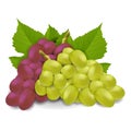 Red and white grapes