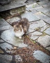 Red white and grey cat sitting on stone street and looking us Royalty Free Stock Photo