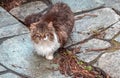 Red white and grey cat sitting on stone street and looking us Royalty Free Stock Photo