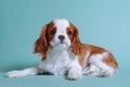 Red and white haired puppy Cavalier King Charles Spaniel lay on floor inside. Baby dog look forward with dark eyes. Royalty Free Stock Photo