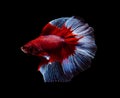 Red and white half moon Betta splendens fish Siamese fighting fish on black background Royalty Free Stock Photo