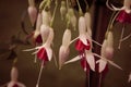 Red and white hanging fuchsia flower