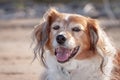 Red and white happy collie sheepdog