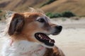 Red and white happy collie sheepdog