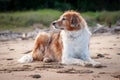 Red and white happy collie sheepdog