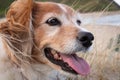 Red and white happy collie sheepdog