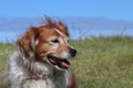 Red and white happy collie sheepdog