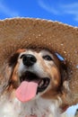 Red and white happy collie sheepdog wearing a straw sun hat