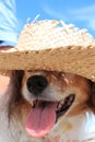 Red and white happy collie sheepdog wearing a straw sun hat